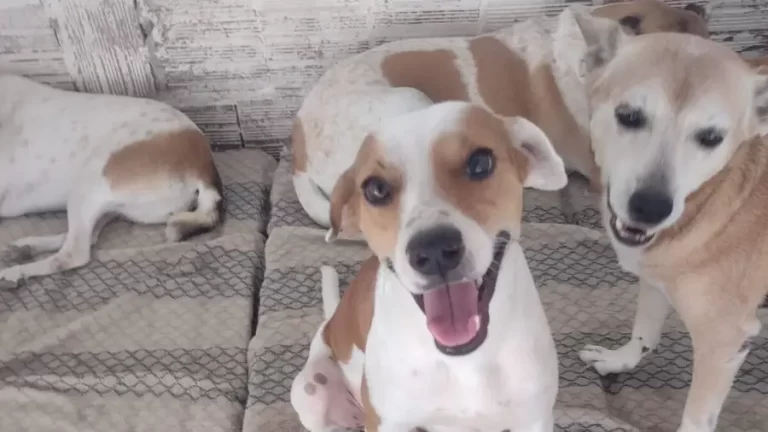 Evento de Adoção animal promovido pela Memorial Fortaleza Pet acontece neste sábado (24)