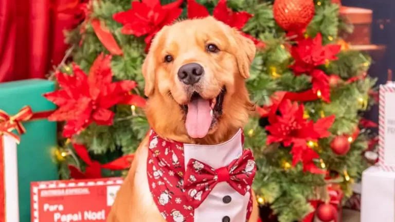 Dog Noel no Jardins Open Mall: evento especial de Natal para os pets