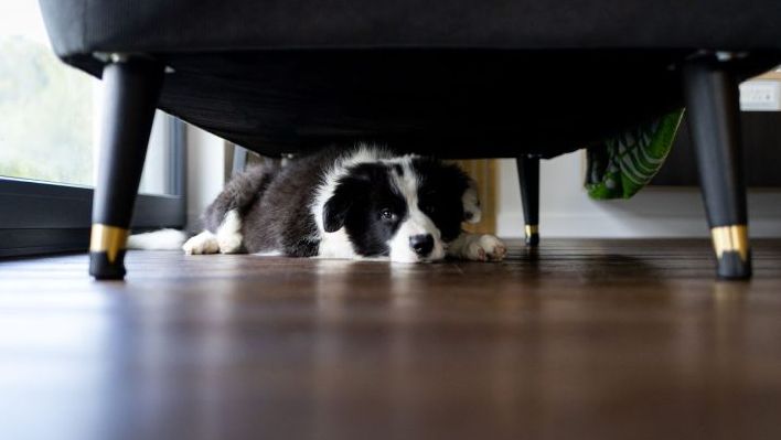 Cuidados com Pets Durante os Fogos de Artifício: Proteção e Conforto no Final de Ano