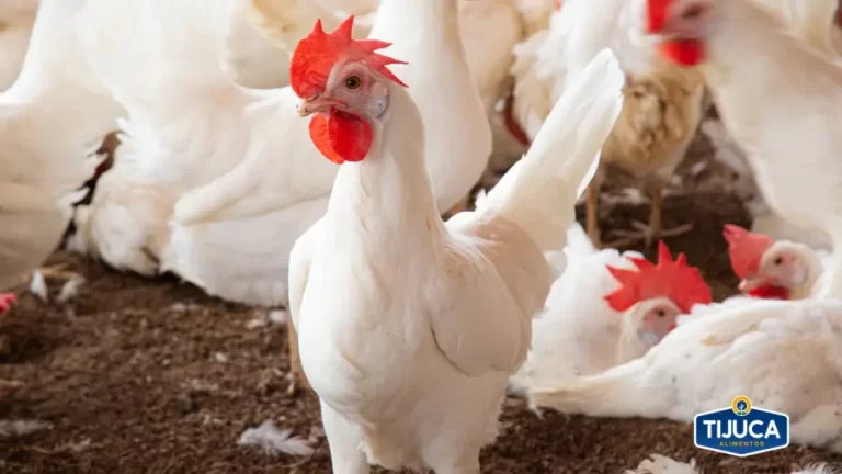 Medicina Veterinária no Agro: a profissão que garante a qualidade do que vai à sua mesa