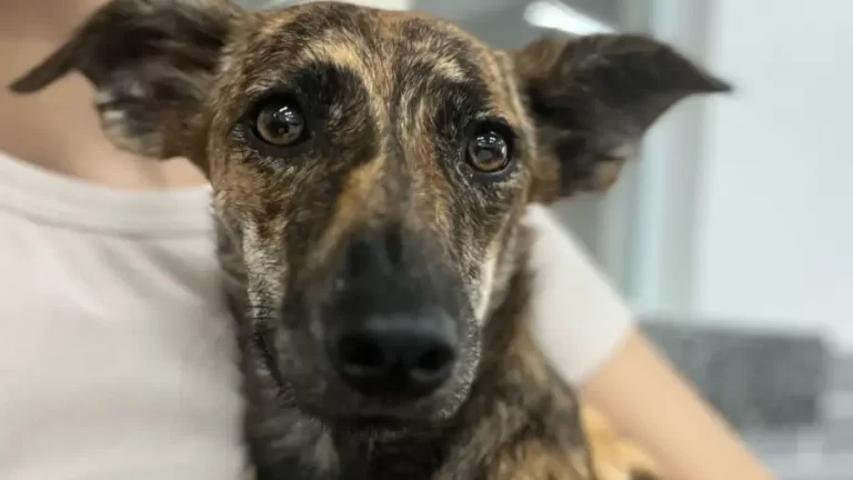 Órbita Blue promove final de semana especial de adoção de cães e gatos em apoio ao Abril Laranja Abril