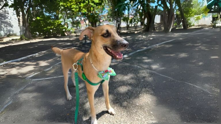 Fortaleza promove ação para estimular adoção de cães e gatos e combater abandono