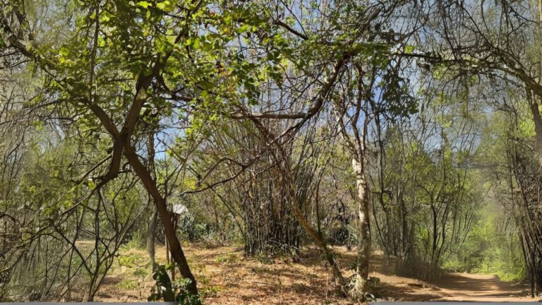 Associação Caatinga cria primeira RPPN no Piauí e fortalece conservação do bioma