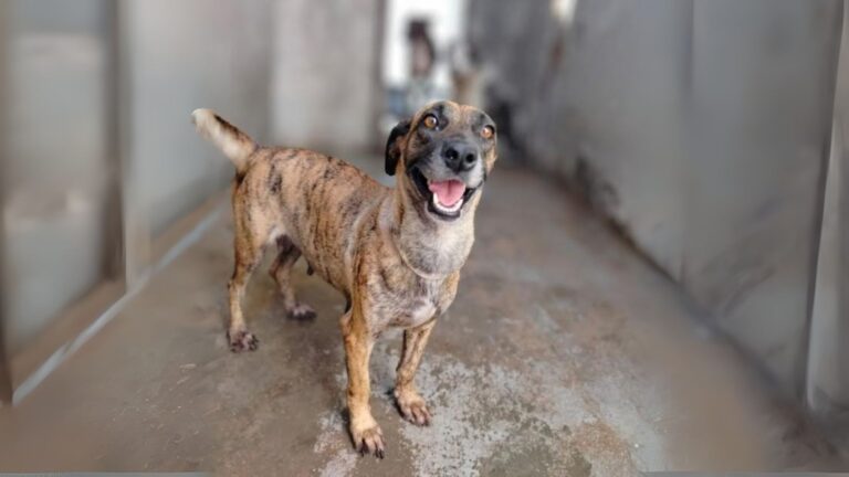 “Adote um Pet” incentiva adoção e combate ao abandono de animais em Fortaleza