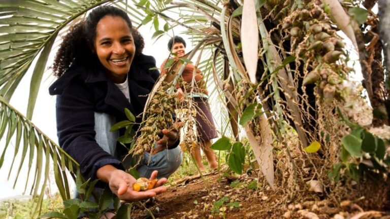 Agricultura familiar impulsiona transição sustentável com apoio do microcrédito rural