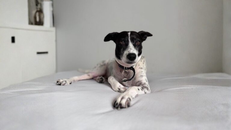 Madeireira Geovane promove adoção de animais e bazar beneficente na Feira & Festa