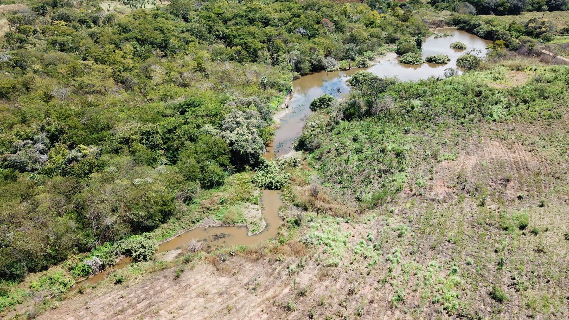Cerbras soma 50 mil mudas nativas em programa de reflorestamento no Ceará