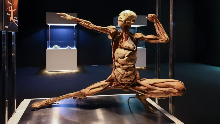 “Human Bodies” chega ao Iguatemi Bosque com acervo renovado