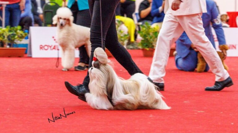 Exposição de cães reúne mais de 50 raças no Iguatemi Bosque, em Fortaleza