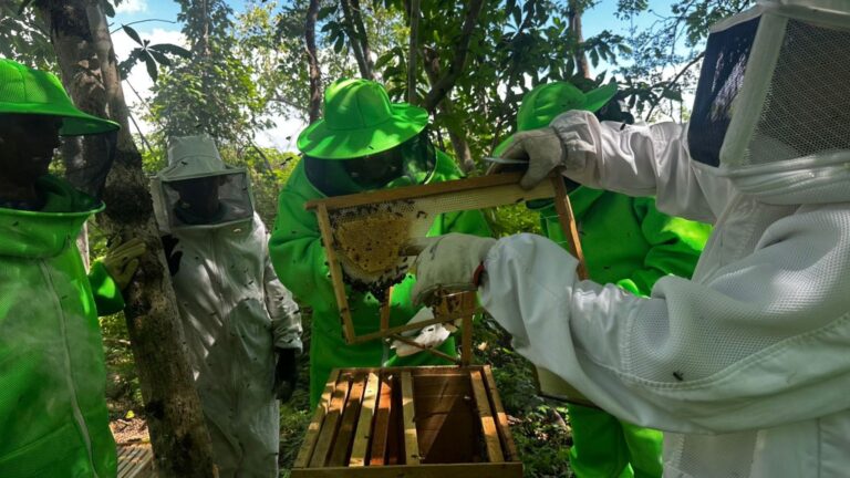 Iniciativa aposta na produção de mel e preservação ambiental em Frecheirinha