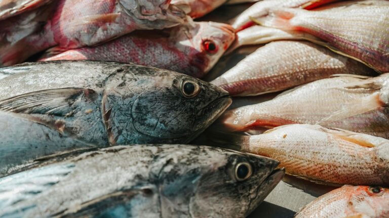 Grupo Lagoa projeta alta de 20% nas vendas de pescados na Semana Santa