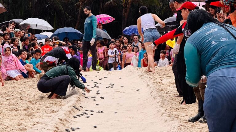 Beach Park registra nascimento de 71 tartarugas-de-pente no litoral do Ceará