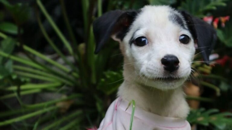 Memorial Fortaleza Pet realiza ação de adoção responsável em Maracanaú