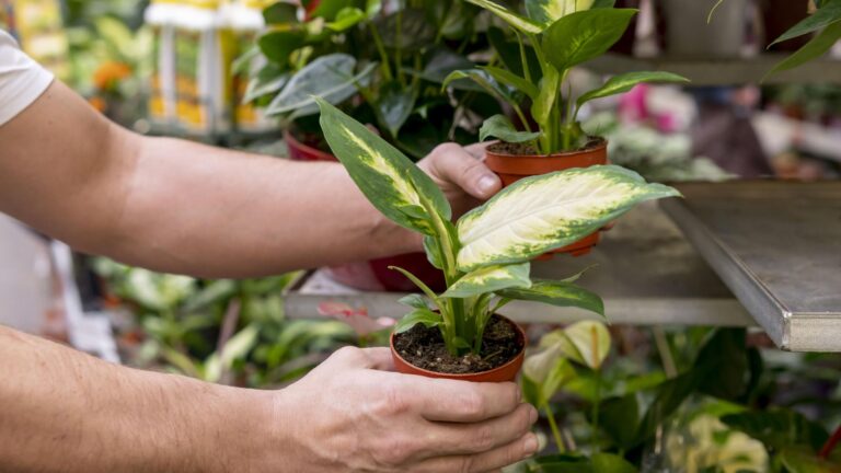 Grand Shopping recebe Feira de Plantas no fim de semana do Dia das Mães