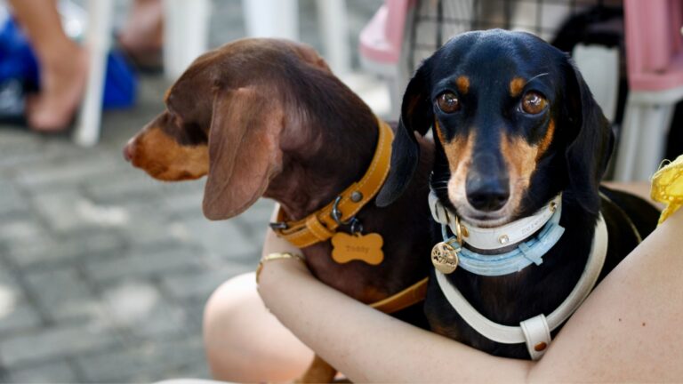 Clínica Veterinária Jacó ultrapassa 220 mil procedimentos gratuitos em Fortaleza
