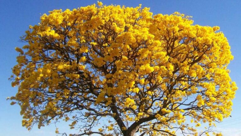 Crônica | Flor de Ipê